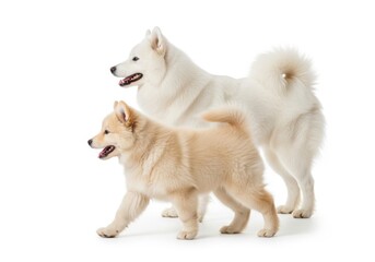 Two fluffy dogs a large white and a smaller tan standing together isolated on white background
