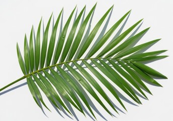 Obraz premium A single vibrant green palm frond with delicate leaves isolated on white background