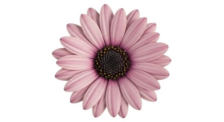 A single pale pink daisy with a dark center isolated on white background