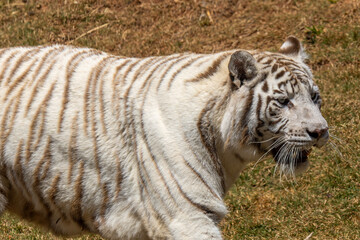 white bengal tiger
