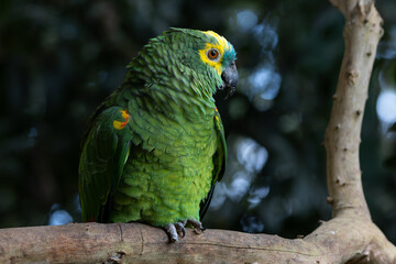Turquoise-fronted parrot 