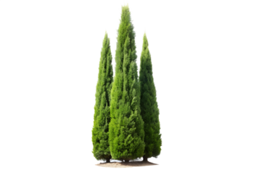 Three Italian Cypress Trees Grouped Together Isolated on Transparent Background