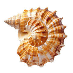 Obraz premium Close-up spiral seashell