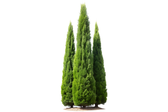 Three Italian Cypress Trees Grouped Together Isolated on Transparent Background
