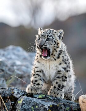Adorable Snow Leopard Cub.