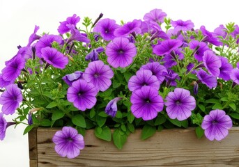 Vibrant purple petunias overflowing from a rustic wooden planter isolated on white background