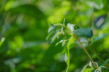 夏の山　野草の若い芽のアップ02