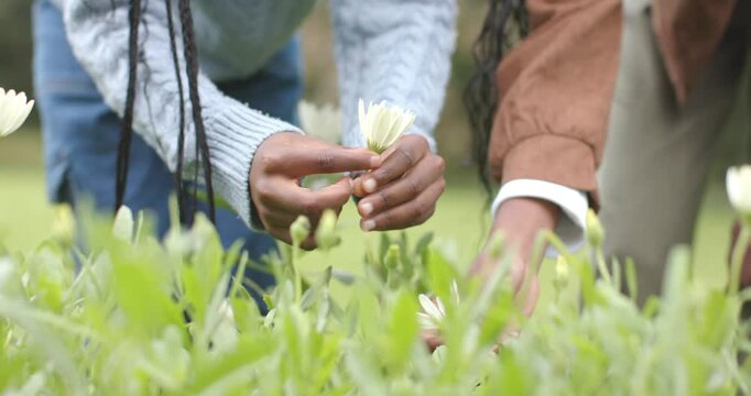Prompted by daisy game, African American girls pulling petals from daisies in backyard testing luck
