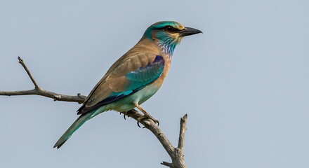 Indian roller bird perched on a branch against a light blue sky background