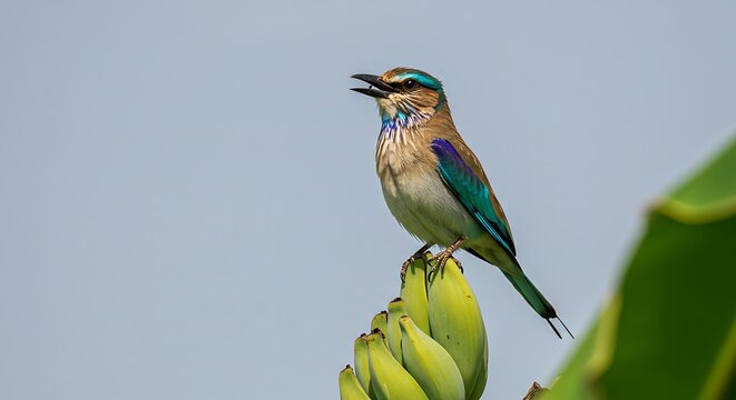 Indian roller bird perched on plant with blue and brown plumage