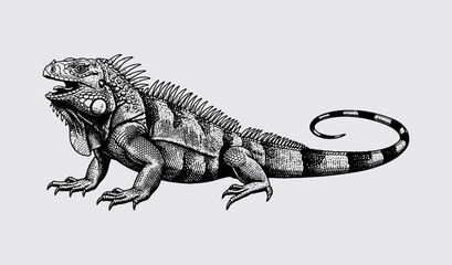 Iguana.eps