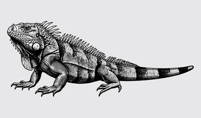 calm iguana .eps