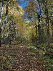 Autumn forest in Mont Tremblant national park, Canada