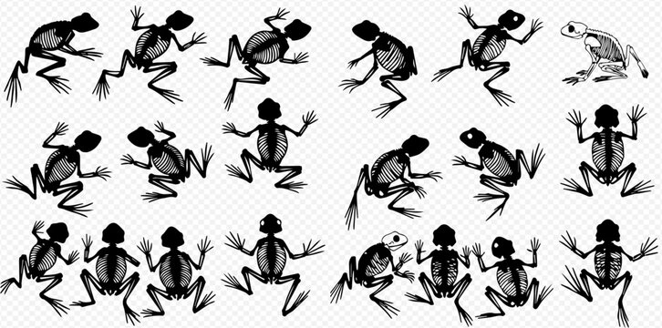 Multiple frog skeletons in various poses, some jumping, sitting, and standing, displayed on a transparent background.