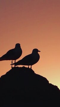 silhouette of a bird