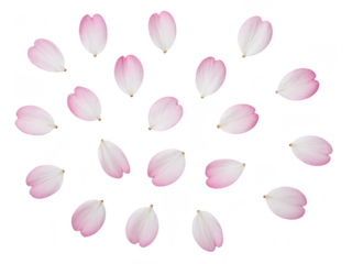 Delicate pink cherry blossom petals scattered gracefully on a deep background