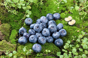 Premium Fresh Blueberries on Green Moss - Big Juicy Berries in Natural Forest Setting