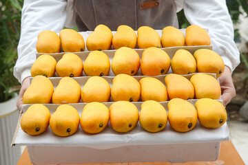 Fresh Hainan Mangoes in Display Box - Premium Taiwanese Tropical Fruit Harvest