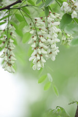 White Acacia Tree Blossoms Hanging from Green Branches in Spring Garden