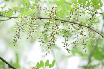 White Sophora Tree Flowers Blooming on Green Branches in Spring Natural Garden Setting