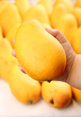 Fresh Xiaotainong Mango from Hainan China - Hand Holding Ripe Golden Tropical Fruit