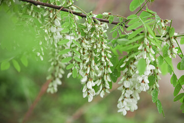 White Acacia Flowers in Bloom - Fresh Spring Blossoms on Green Branches Show Natural Beauty