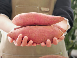 Fresh Red Sweet Potatoes in Farmer's Hands - Organic Root Vegetables Harvest