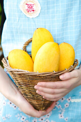 Fresh Yellow Mango Fruit in Wicker Basket - Tropical Harvest and Healthy Eating Concept