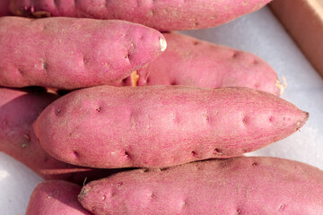 Fresh Raw Sweet Potatoes with Pink Skin on White Background - Healthy Organic Root Vegetables