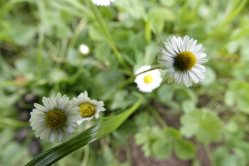 Obraz premium daisy in the grass