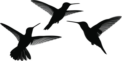 Obraz premium Three hummingbirds flying in silhouette on white background