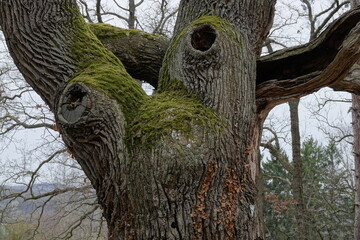 old tree in the park
