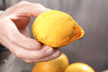 Golden Egg Yolk Fruit from Hainan China Held in Hand Showing Vibrant Yellow Flesh