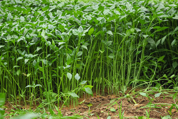 Green Pepper Seedlings Growing in Greenhouse Cultivation Field with Organized Rows for Agricultural Farming