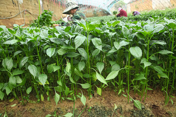 Green Chili Pepper Seedlings Growing in Greenhouse with Farmers Cultivation Agriculture