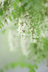 White Sophora Flowers Blooming on Green Tree Branch with Soft Natural Background