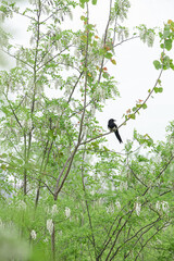 Black Bird on White Flowering Sophora Tree Branch in Spring Garden Nature Scene