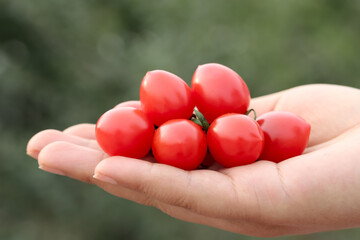 Fresh Mini Cherry Tomatoes in Hands - Organic Garden Harvest Concept