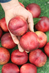Fresh Ripe Nectarines in Hand - Summer Stone Fruit Harvest Display