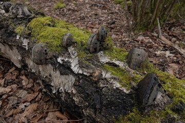 moss on tree