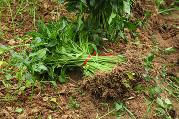 Fresh Green Leafy Vegetables Harvested from Agricultural Field with Rich Soil