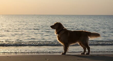 Golden retriever dog standing on sandy beach with ocean backdrop