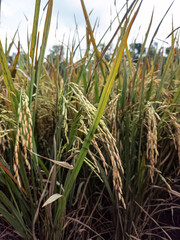 Obraz premium ripe rice ear countryside. Paddy crop growing outdoor farmland. Rice ears bending heavy with grain. Yellow rice plant eco farming. Rural rice field agriculture. Food crop ready natural farm scene