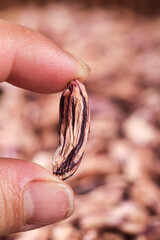 Hand Holding Single Deflated Peanut Kernel Close-up Detail Shot