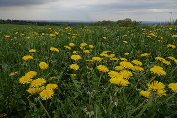 dandelions on a meadow