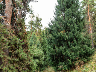 pine tree in the forest