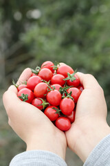 Fresh Baby Cherry Tomatoes in Cupped Hands - Organic Garden Harvest