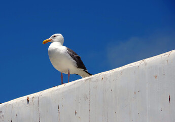 Seagull on a roof