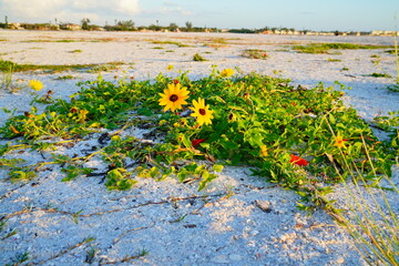 Sarasota, Florida USA - Sep 15, 2025: the sarasota beach sun set landscape