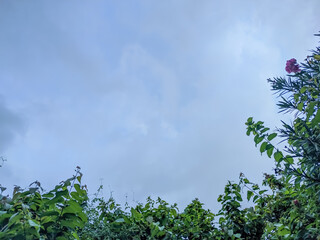 A sky filled with soft, pale clouds, framed by the dark green foliage and leaves of trees and plants at the bottom and right, suggesting a calm, outdoor scene.